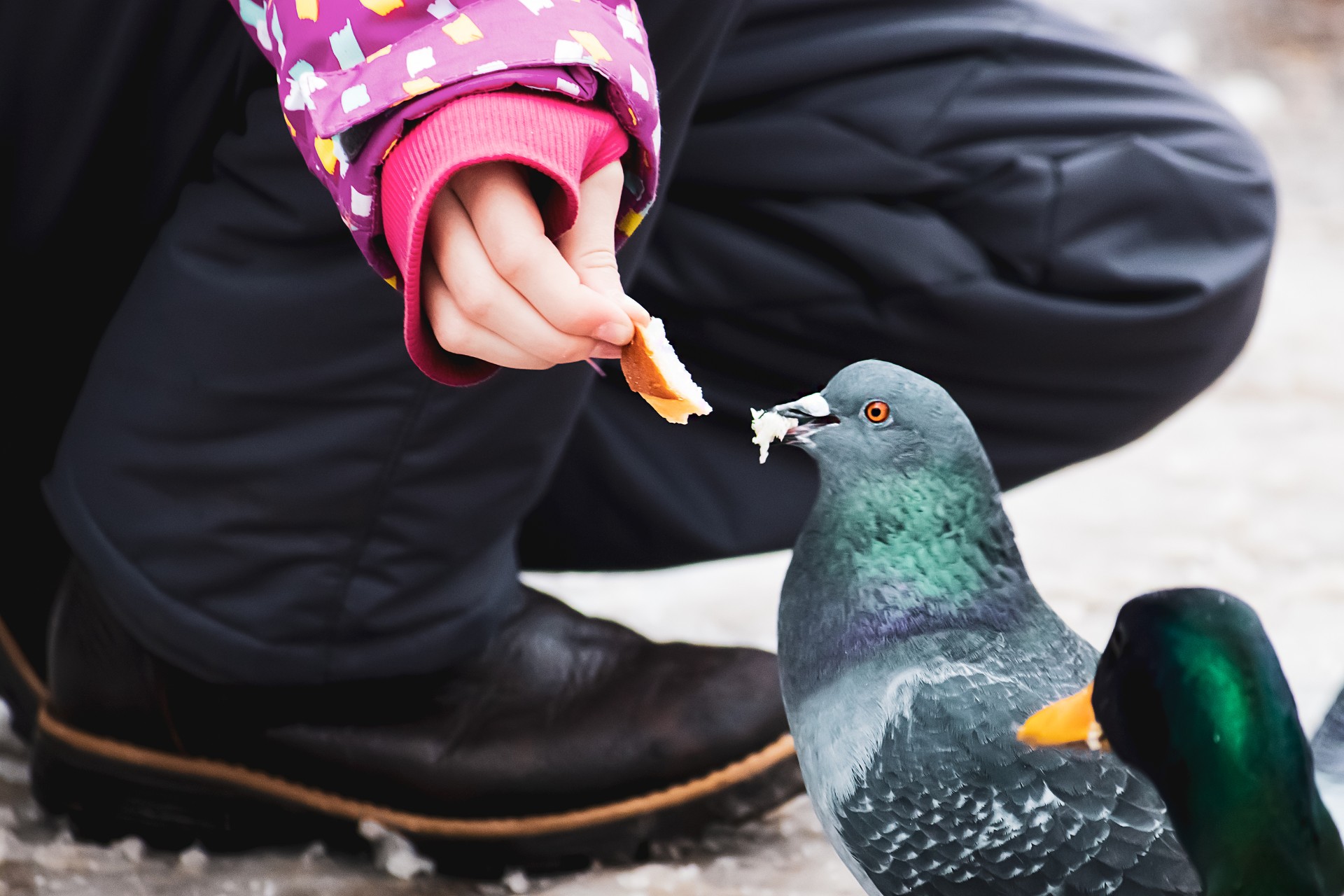 girl-feeds-a-wild-pigeon-from-her-hands-2023-11-27-04-50-14-utc.jpg