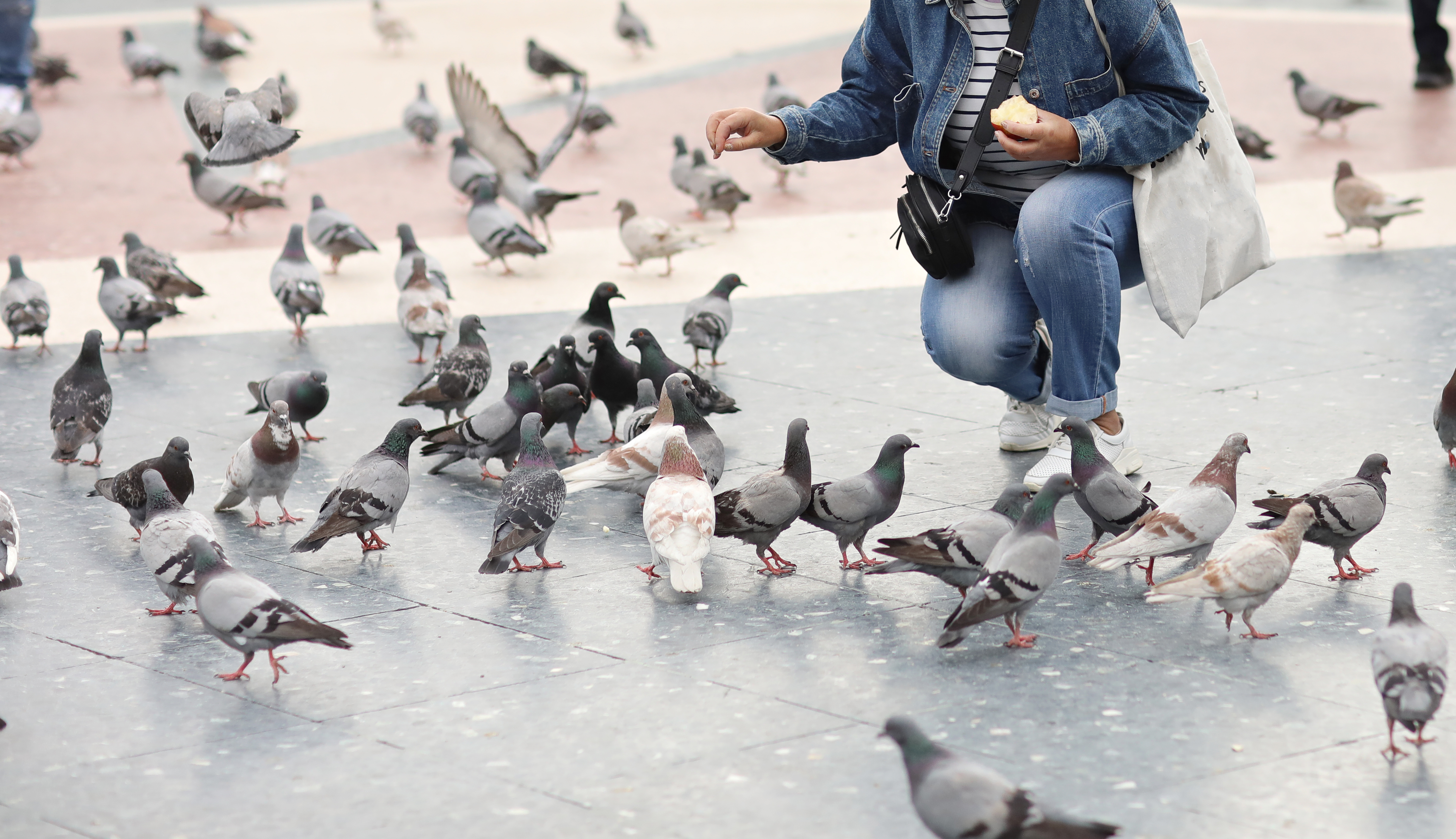 woman-feeding-pigeons-on-square-travel-around-eur-2023-11-27-05-35-58-utc.png